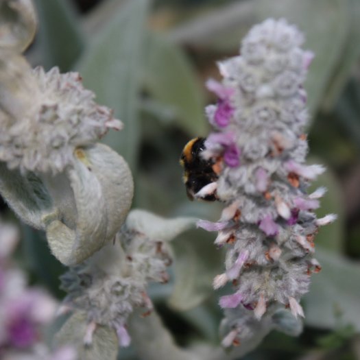 Stachys byzantina